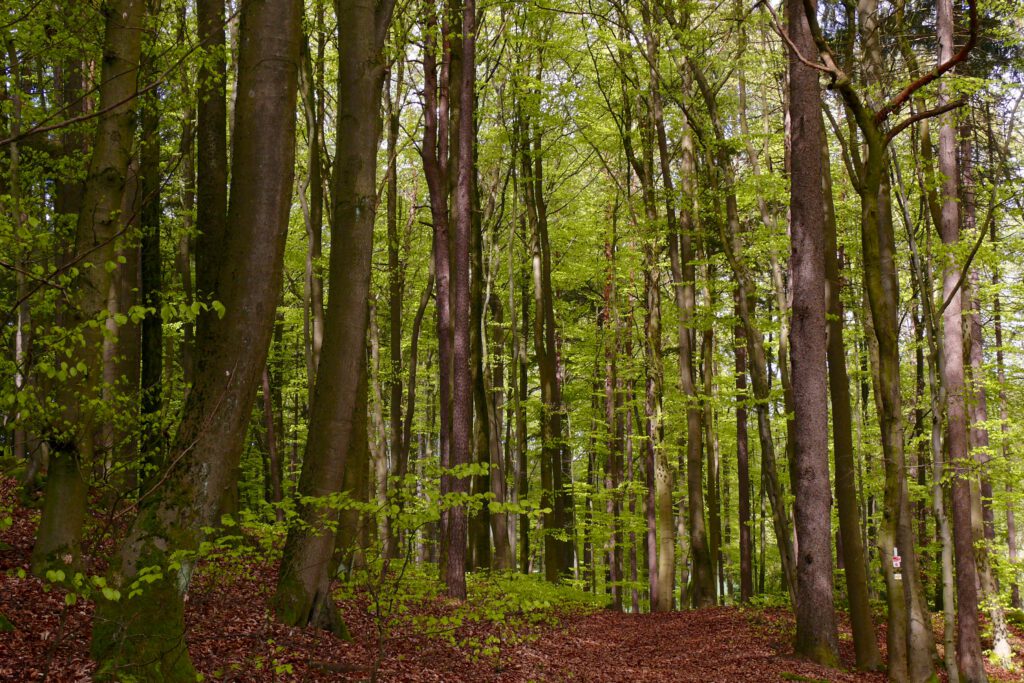 Waldbaden